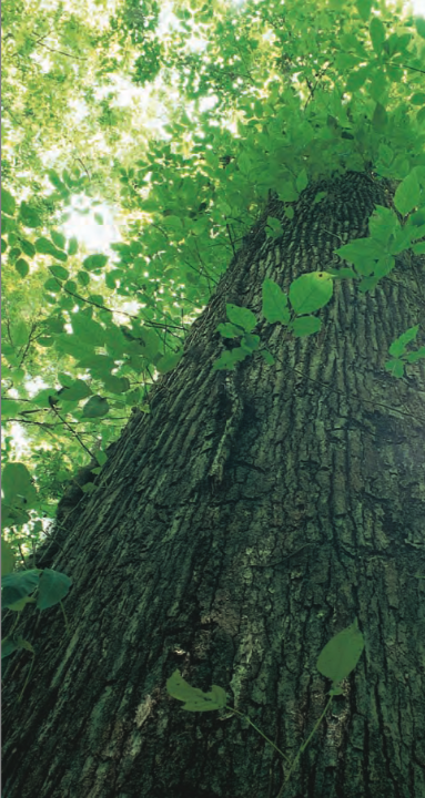 Crayfish Research at Congaree National Park - Old-Growth