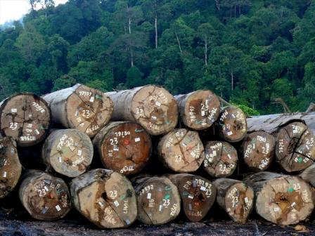 Logging in Indonesia