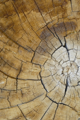 tree rings show history