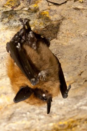 Eastern small-footed bat with white-nose syndrome