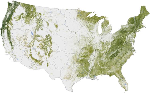 US Forest Cover