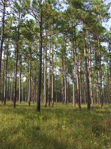 Longleaf pine. Credit: Randy Browning/USFWS