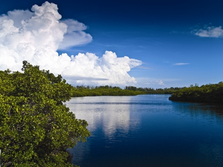 Mangrove forest, South Lido County Park, Lido Key, Sarasota, Florida
