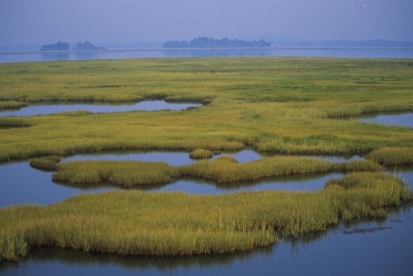 Coastal wetlands at Parker River National Wildlife Refuge in Massachusetts