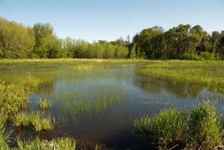 Wetlands in William L. Finley National Wildlife Refuge