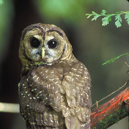 Endangered Forest Species - American Forests