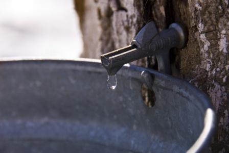 Tapping for sap in Michigan