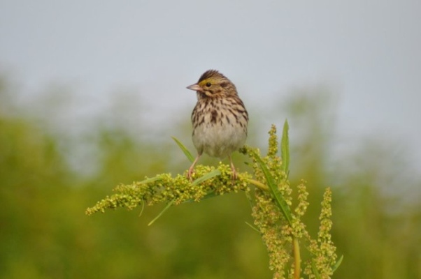 A Savannah sparrow at the Nantucket National Wildlife Refuge in Massachusetts