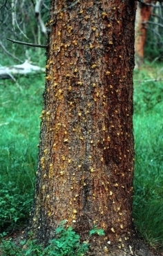 A lodgepole pine displaying pitch tubes