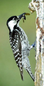 The endangered red-cockaded woodpecker