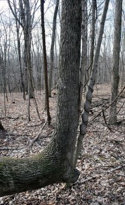 Native American trail marker tree 