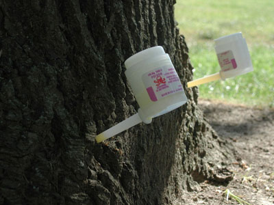 Injecting an ash tree to protect against EAB