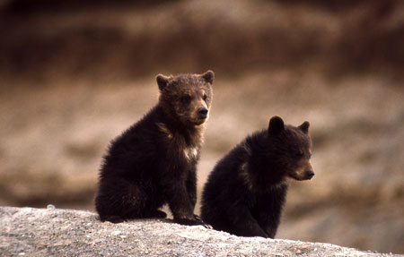 Grizzly bear cubs
