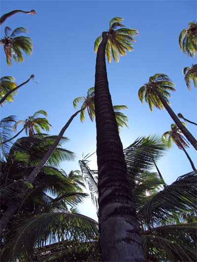 Hawaii's champion palm coconut