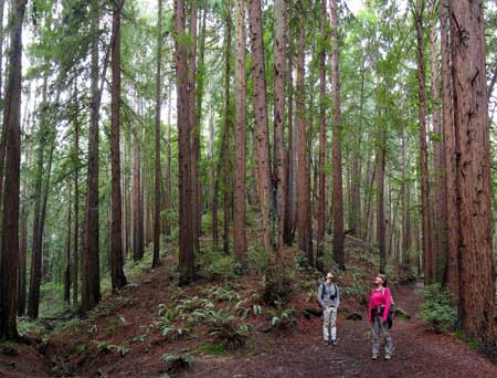 Hiking in Redwood Regional Park