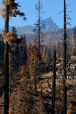 Post-fire Habitat Oregon Cascades