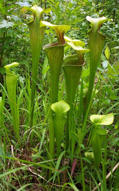Green pitcher-plant