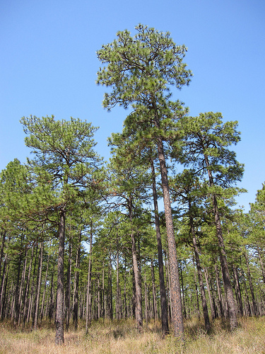 Longleaf pine forests now span only three percent of their historic range, which extended from eastern Texas to southern Virginia.