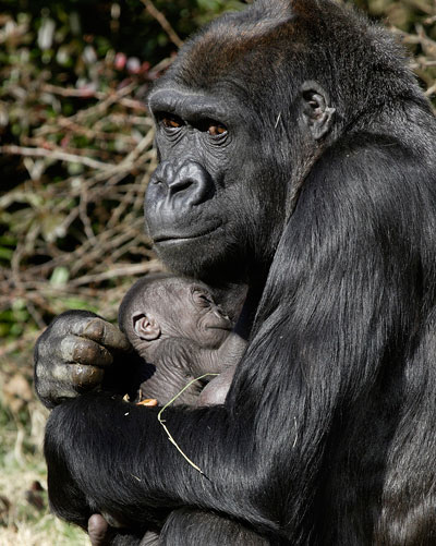 Smithsonian National Zoo Gorillas