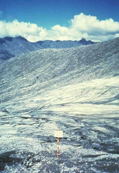 As shown in this photo taken after the eruption (use the sign as a comparison point between the two photos), Mount St. Helens’ eruption destroyed the old-growth forest.