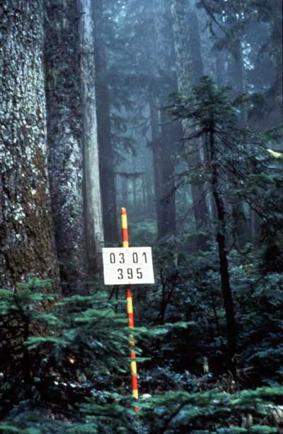 In 1979, before the eruption, the ridges north of the volcano were shrouded in old-growth Pacific silver fir and mountain hemlock forests.