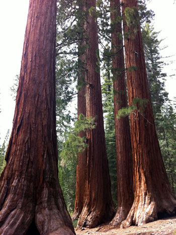 Giant sequoia trees in the Mariposa Grove, Yosemite National Park