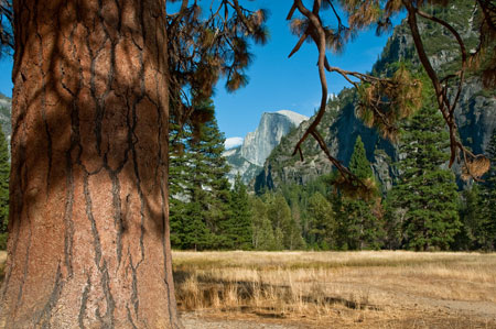 Ponderosa pine in Leidig Meadow in Yosemite Valley