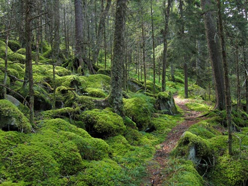 Baxter Creek Trail, Great Smoky Mountains National Park
