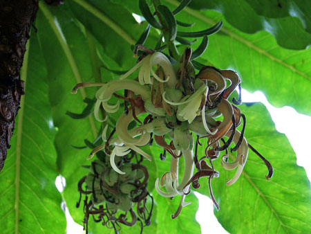 The hāhā plant, one of many Hawaiian species proposed for the endangered species list