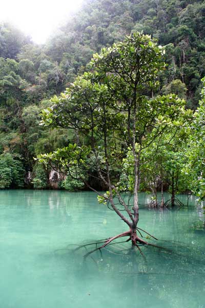 Mangroves in Koh Hong, Thailand