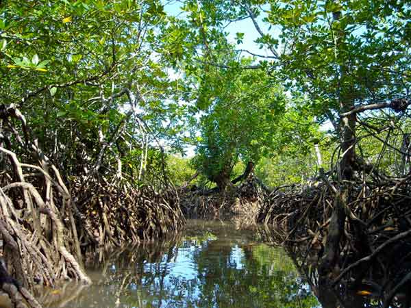 mangroves