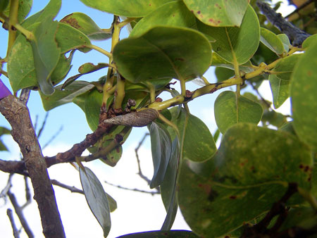 Newcomb’s tree snail, found only on the island of Maui