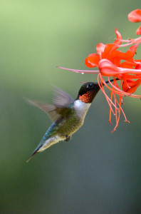 ruby throated hummingbird 