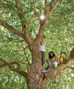 Kids climbing tree