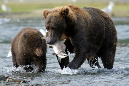 Brown bears in Katmai National Park & Preserve, Alaska