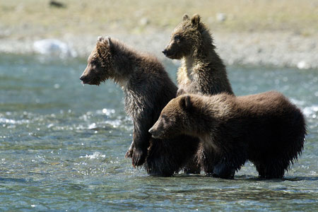 Brown bear cubs in Katmai National Park & Preserve, Alaska