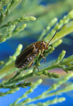 Northern tamarisk beetle sibling the Mediterranean tamarisk beetle