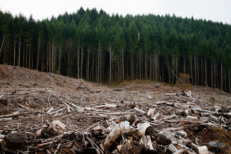 Clear-cut forest in Oregon