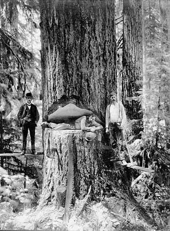 Loggers in Oregon in 1905