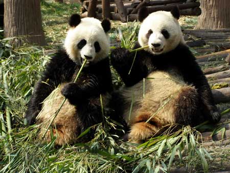 Giant pandas eating bamboo at the Chengdu Panda Base, Sichuan, China
