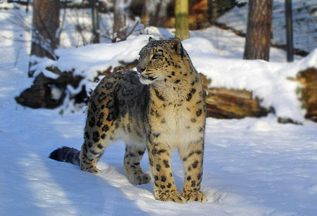 Snow leopard