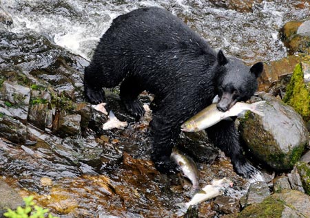 A bear feasts on salmon in an Alaskan river