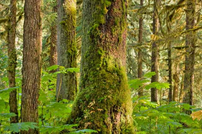 Tongass National Forest, Alaska