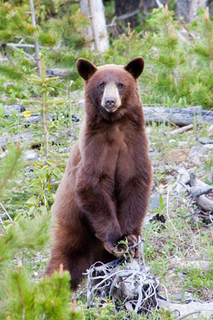 A black bear in Waterton Lakes National Park in Alberta, Canada.