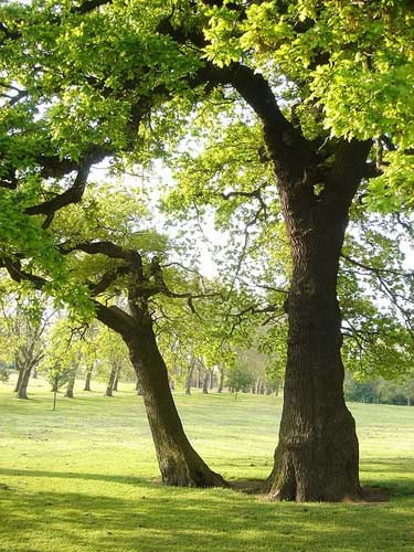 Old oaks in Gladstone Park, California.