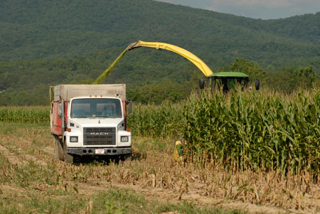 Corn is harvested on a farm in Augusta County, Virginia, in 2008
