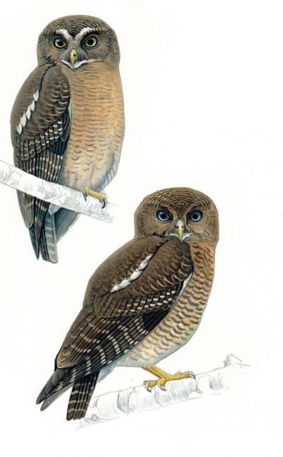 Top left: Cebu hawk-owl. Bottom right: Camiguin hawk-owl