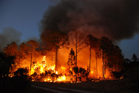 Prescribed burn at Florida Panther National Wildlife Refuge