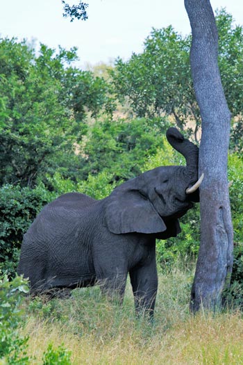 Elephant in Kruger National Park.