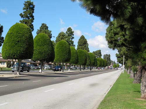 Ficus trees line the streets of Inglewood, California